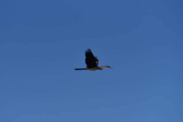 istock Birds in Oiseaux de Djoudj National Park, Sengal 1096057508