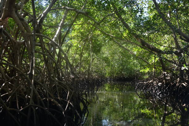 istock Mangrove forest in the Sine Saloum Delta, Senegal 1096060256