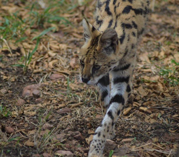 istock A cute and small Serval staring at us in a game reserve 1096060258