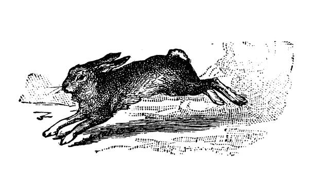 ilustrações de stock, clip art, desenhos animados e ícones de antique old french engraving illustration: hare - french culture illustrations