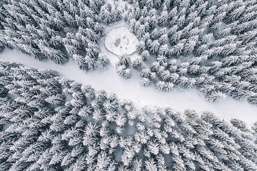 Bird’s eye, aerial view of forest covered with snow