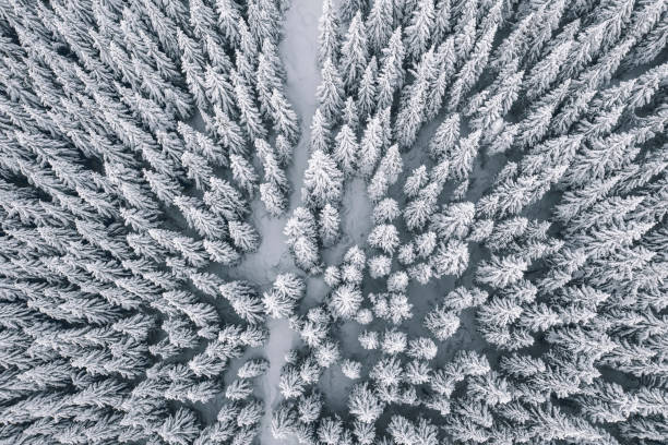 Aerial view of winter forest covered in snow and frost Aerial view of winter forest covered in snow and frost. karkonosze mountain range photos stock pictures, royalty-free photos & images