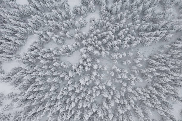 istock Aerial forest view in cold season 1096071384