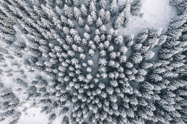 istock Aerial view of forest covered with snow 1096073938
