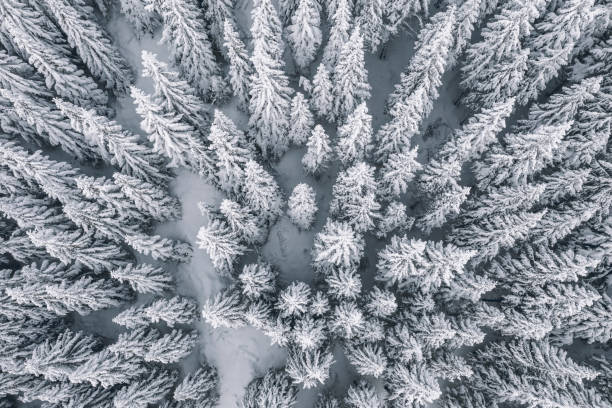 istock Aerial view of pine trees covered with snow 1096074224
