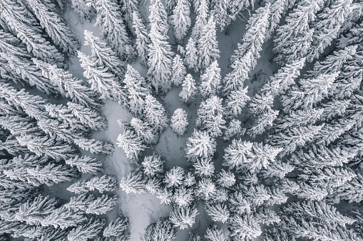 Aerial view of pine trees covered with snow