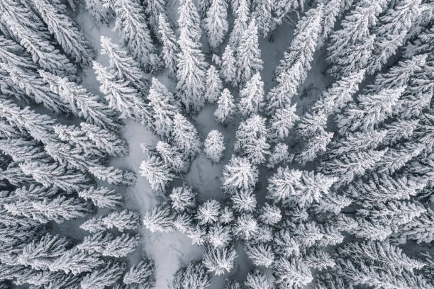 Aerial view of pine trees covered with snow Aerial view of pine trees covered with snow polar climate photos stock pictures, royalty-free photos & images