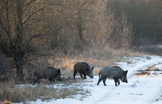 Small group of wild boars (sus scrofa ferus) walking on snow in forest. Wildlife in natural habitat