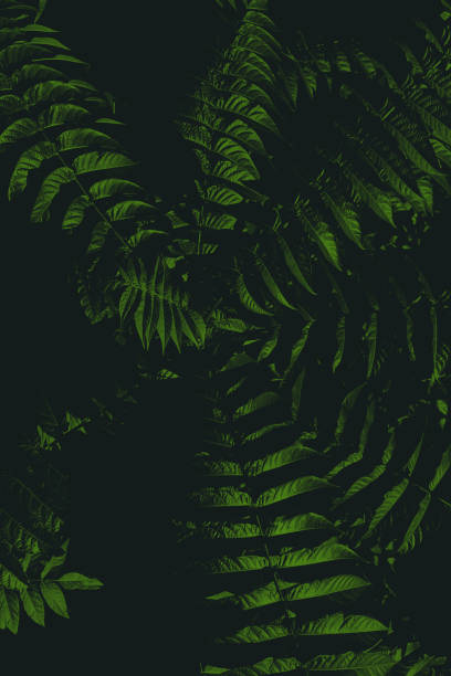 istock Dark green light nature tropical leaves background. Night 1096075618