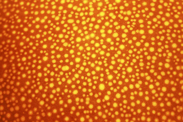 Bright orange abstract pattern detail from citrus fruit peels. Texture or background