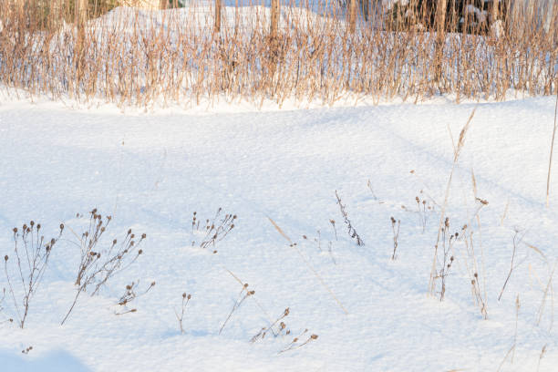 istock Winter background of fresh white snow and dry grass 1096078818