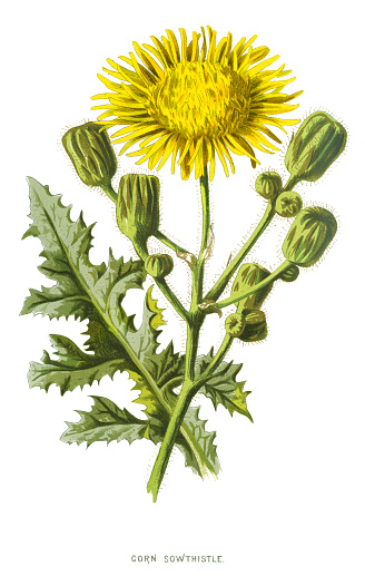 Antique illustration of a Medicinal and Herbal Plants. 
illustration was published in 1893 “botanika i mineralogia atlas