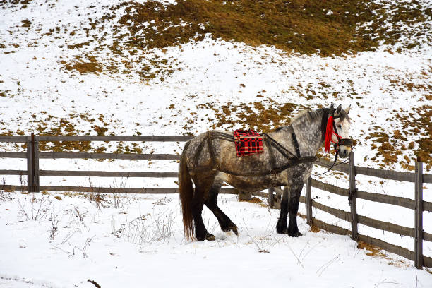 istock Horse on snowy winter day 1096085076