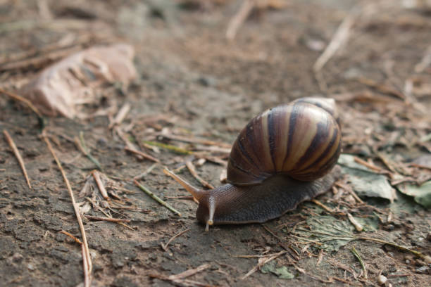 istock snail in the garden on the soil 1096087662