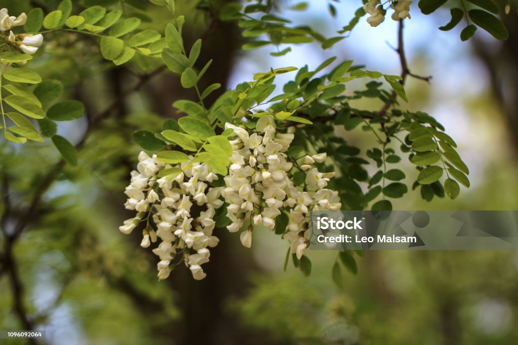 Acacia Flores De Robinia Pseudoacacia Foto de stock y más banco de imágenes  de Acacia - Acacia, Aire libre, Alemania - iStock