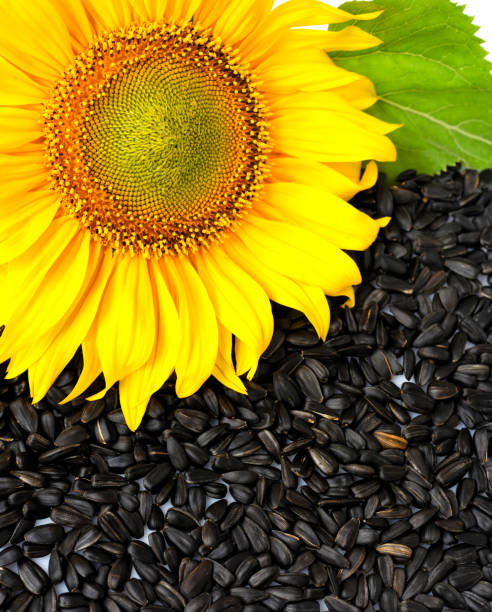 istock Sunflower with seeds. Top view 1096092166