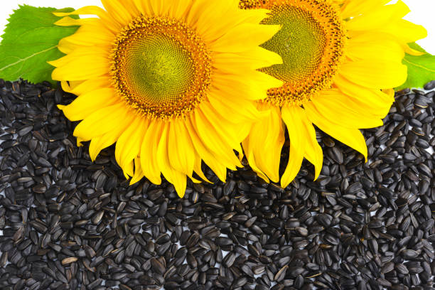 istock Two sunflower with seeds as background 1096092264