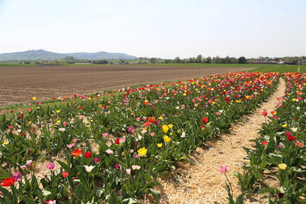 istock Fresh tulips at the field 1096093278