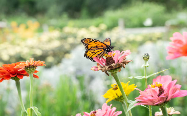 istock Monarch butterfly on pink flower 1096093700