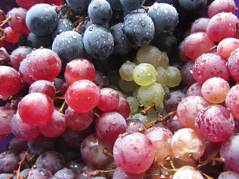 Assorted Wet Grapes Close-up 2