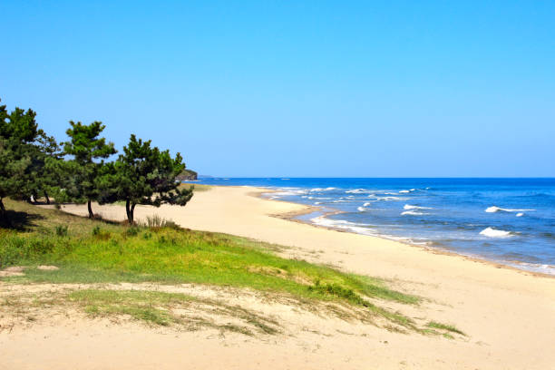 istock Pines, waves and sandy beach, Yellow Sea, North Korea 1096098670
