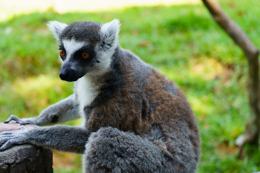 Ring-tailed lemur (Lemur catta), Zanzibar, Tanzania.