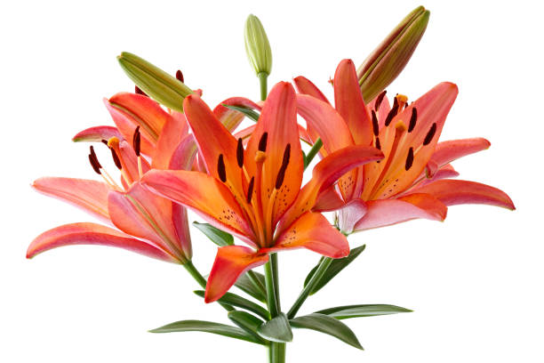 istock Branch with bud blooming lily flower isolated on white background. 1096101466