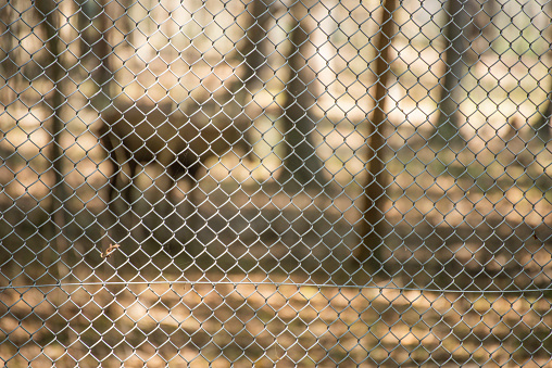 A deer taken as blurred photo behind a metal fence. A deer silhouette and metal fence.