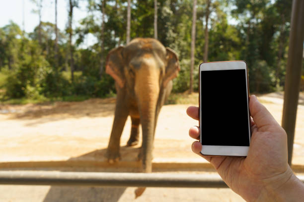 istock man with smartphone in zoo park 1096104932