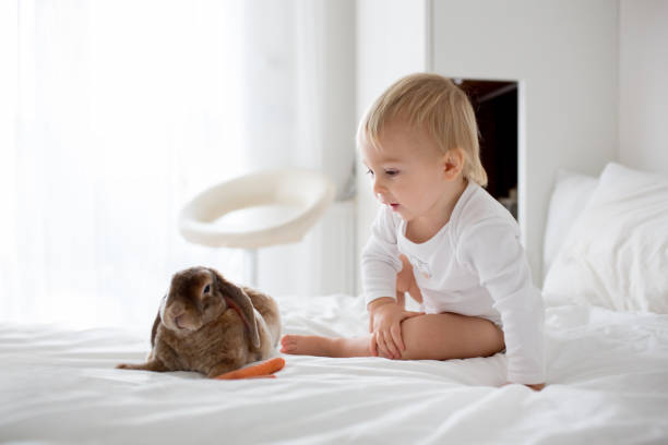 симпатичный маленький мальчик малыш кормления кролика с морковью дома в солнечной спальне комнате - rabbit child pets little boys стоковые фото и изображения