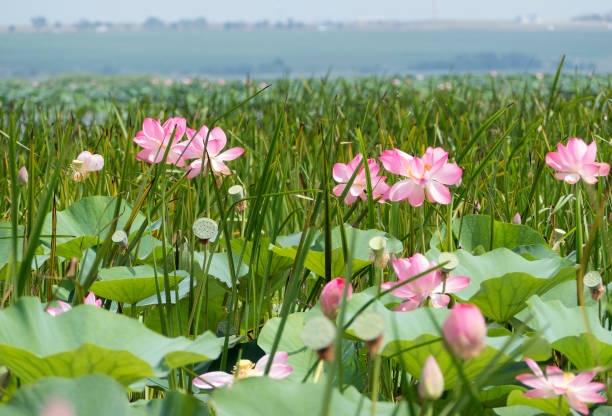 istock Thickets of blooming lotus flowers 1096108352