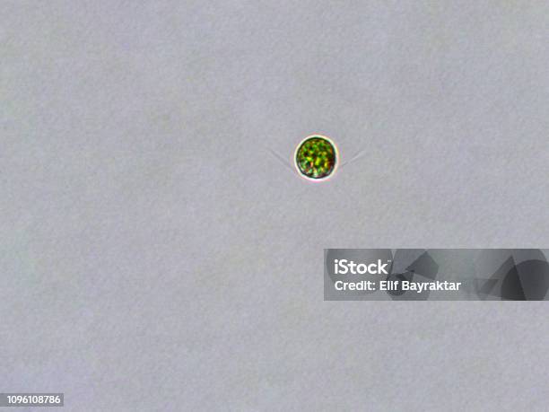 Chlamydomonas Sp Algae Under Microscopic View Stock Photo - Download Image Now - Chlamydomonas, Biological Cell, Green Algae