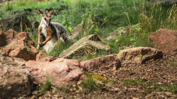 Yellow-footed rock-wallaby kangaroo ( Petrogale xanthopus ) hiding in grass and rocks