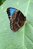 blauer-schmetterling.jpg?b=1&s=170x170&k=20&c=xjFLLur5q90tM3pbwpSk2GRR6dBhhQRz3GHaErH33Rk=