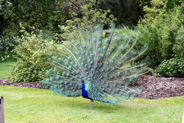 istock Pride of a male peacock 1096120292