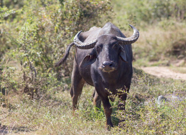 istock Buffalo of Sri Lanka 1096122578
