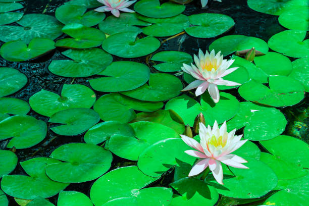 istock watelily beauty flower 1096124212