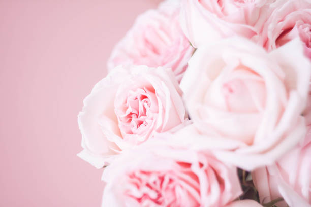 istock bouqet delicate pink roses on pink background 1096130964