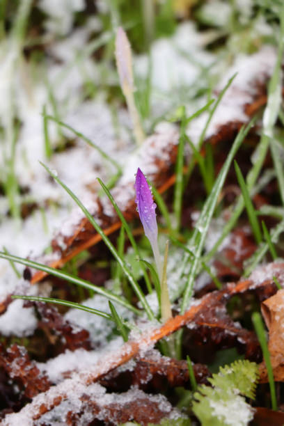 istock First fragile pale purple crocus bud with water drops, ground under snow blanket. 1096131358