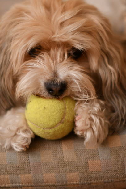 istock Small Dog on Couch with Tennis Ball 1096134754