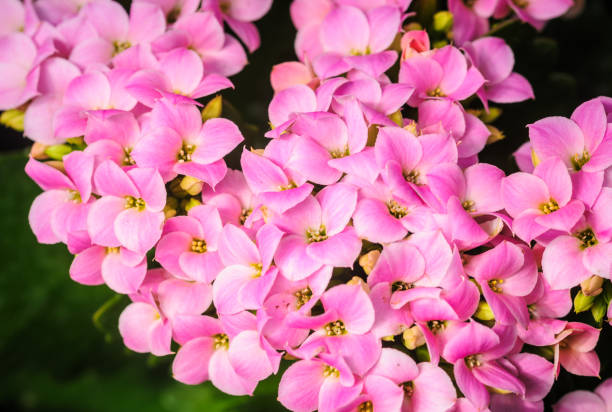 Horizontal composition color photography of macro shot of one orange Kalanchoe flower opening, standing out from the crowd, in middle of red and pink flower buds, image in selective focus on petals. Side view of the Kalanchoe blossfeldiana (kalanchoe de madagascar) plant with copy space for design on black blurred background.
