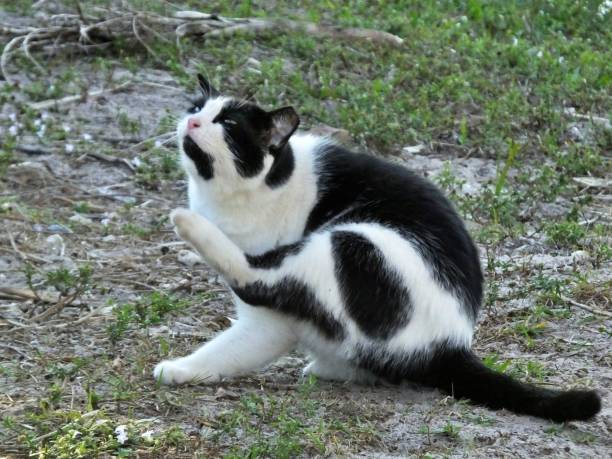 야생 고양이 (felis catus) 블랙 & 화이트 잔디에 앉아있는 동안 목을 긁 적 - catus 뉴스 사진 이미지