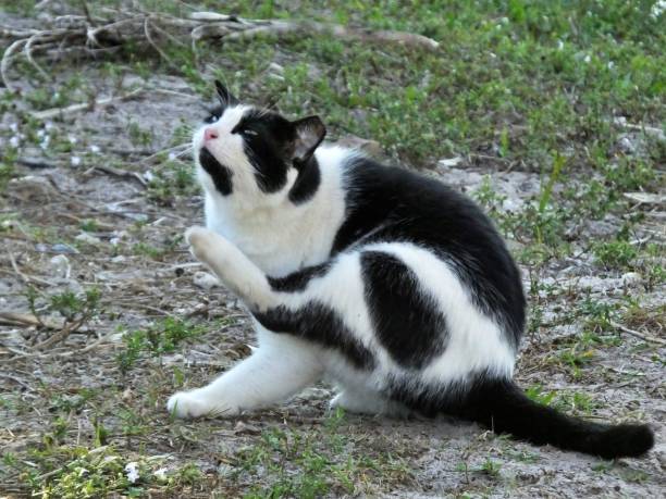 istock Feral Cat (Felis catus) black & white scratching its neck while sitting on the grass 1096143396
