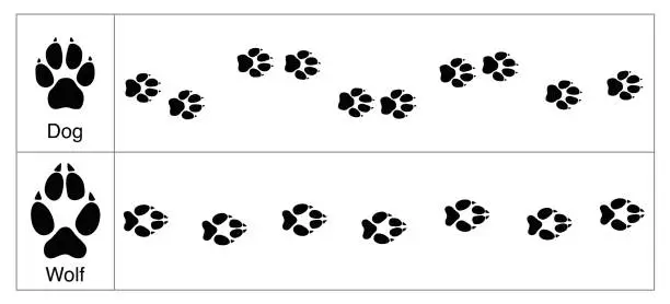 Vector illustration of Wolf and dog tracks by comparison. Round and smaller tracks of dogs and oval bigger ones of wolves - isolated vector illustration on white background.