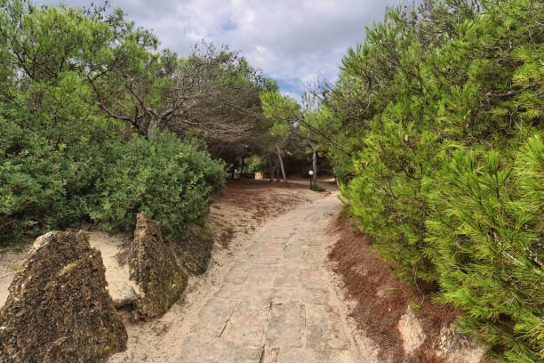 istock Footpath in park under gloomy sky 1096147346