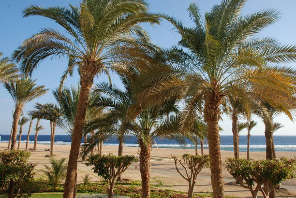 istock Palm trees on the beach at Port Ghalib in Egypt 1096149842