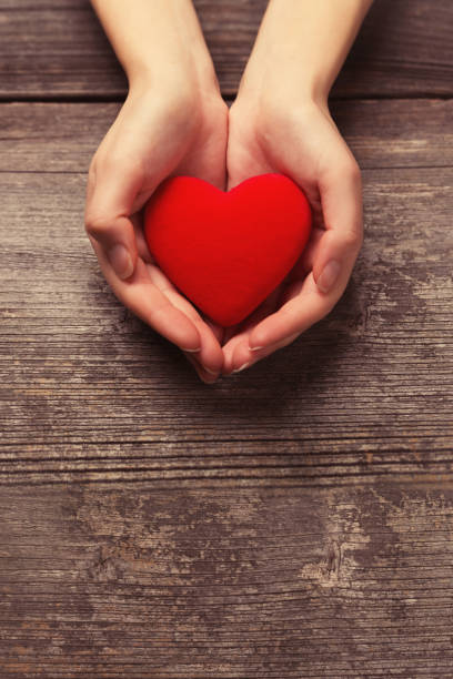 female hands holding red heart - heart shape giving human hand gift imagens e fotografias de stock