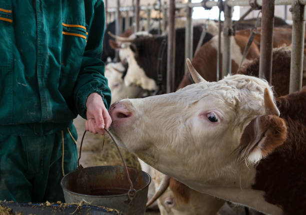 istock Farmer giving water to cows 1096153168