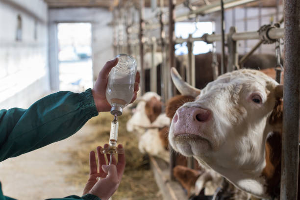 istock Veterinarian with vaccination in front of cows 1096153436