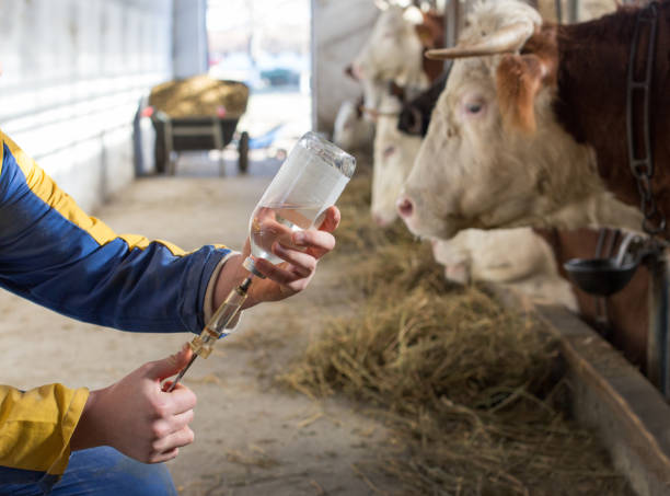 istock Veterinarian with vaccination in front of cows 1096153470